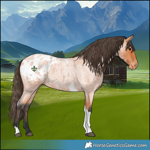 Horse Color:Bay Roan Tobiano Blanket 