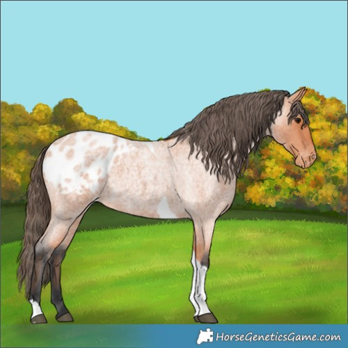 Horse Color:Bay Roan Tobiano Appaloosa 