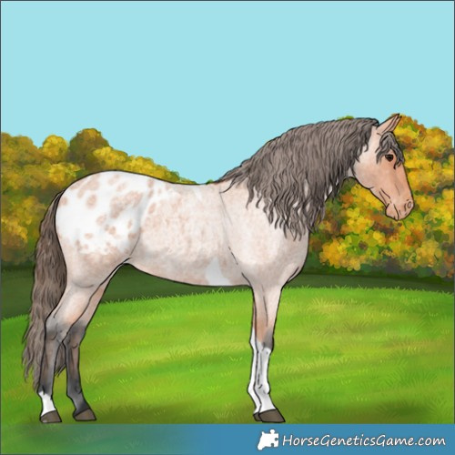 Horse Color:Bay Roan Tobiano Appaloosa 