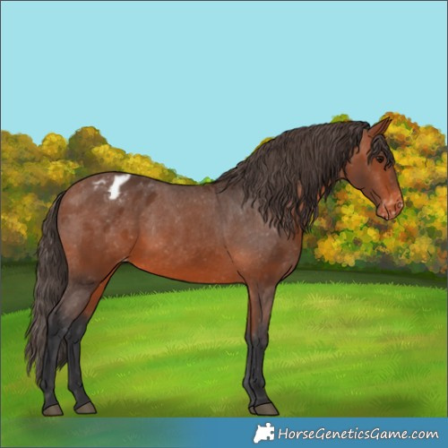 Horse Color:Bay Appaloosa