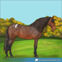 Horse Color:Bay Appaloosa