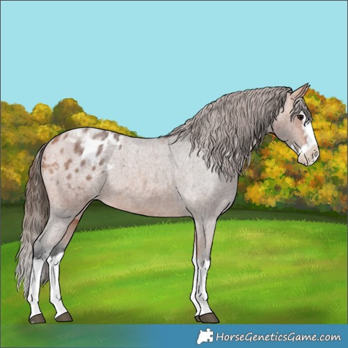 Horse Color:Bay Roan Splash Appaloosa 