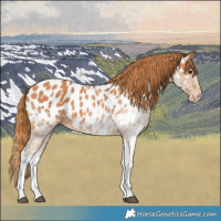 Horse Color:White Spotted Chestnut Appaloosa 