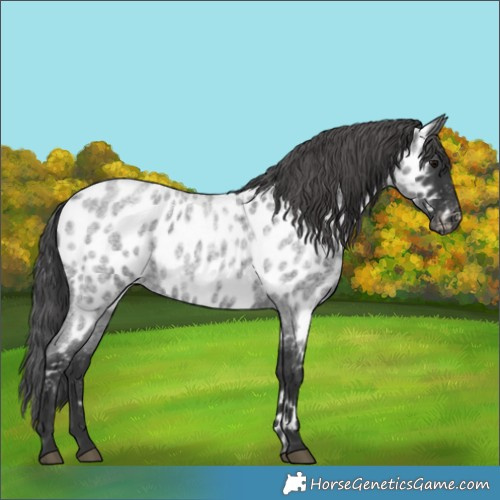 Horse Color:Blue Roan Appaloosa