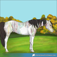 Horse Color:Bay Ice Tobiano