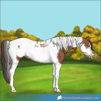 Horse Color:Bay Tobiano Frame 