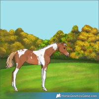 Horse Color:Chestnut Tobiano 