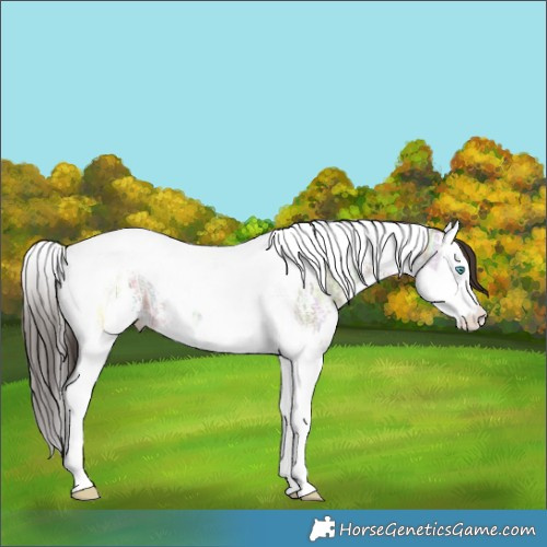 Horse Color:Bay Ice Dun Sabino Splash Tobiano 