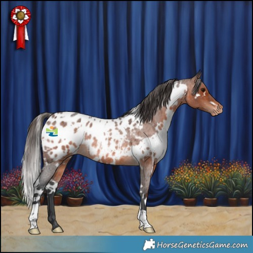 Horse Color:White Spotted Brown Roan Appaloosa Rabicano 