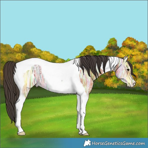 Horse Color:Bay Ice Tobiano 
