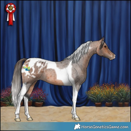 Horse Color:Bay Roan Tobiano Appaloosa 