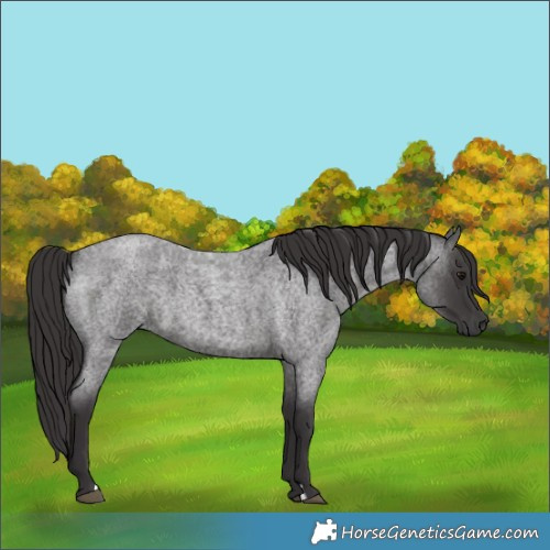 Horse Color:Smoky Blue Roan 