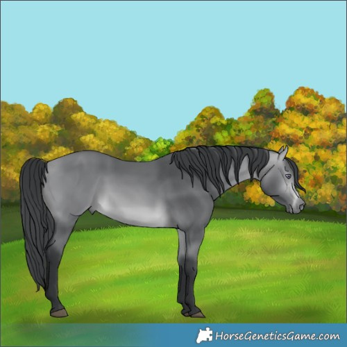 Horse Color:Bay Chinchilla 