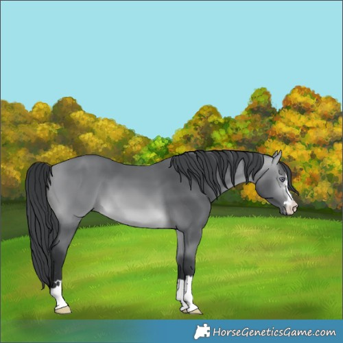 Horse Color:Bay Chinchilla