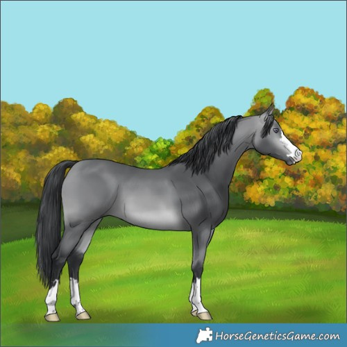 Horse Color:Bay Chinchilla 