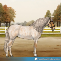 Horse Color:Palomino Roan 