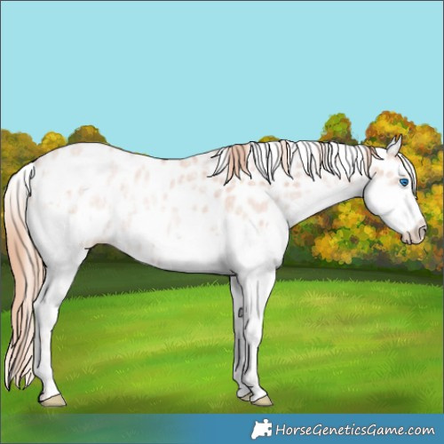Horse Color:Gold Champagne Ice Splash Appaloosa Rabicano