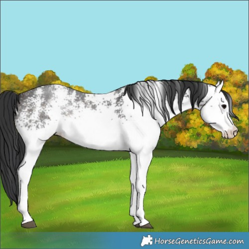 Horse Color:White Spotted Brown 