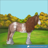 Horse Color:White Spotted Chestnut Sabino 