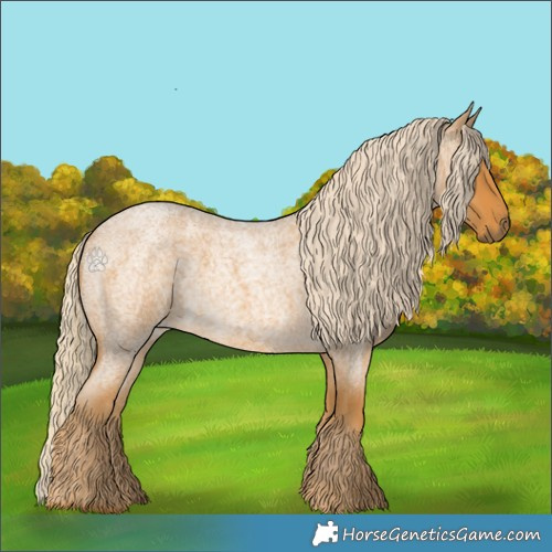 Horse Color:Palomino Roan