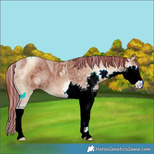 Horse Color:ERROR: UNKNOWN ANOMALY