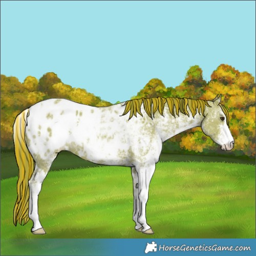 Horse Color:Painted Watercolor White Spotted Chestnut Ice Appaloosa 