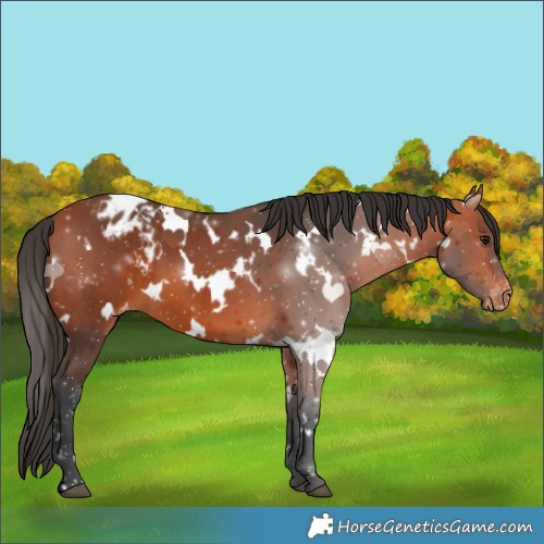 Horse Color:White Spotted Bay Appaloosa