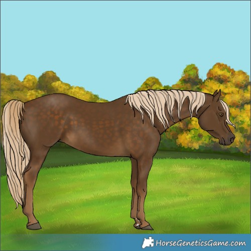 Horse Color:Chocolate Palomino
