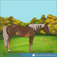 Horse Color:Chocolate Palomino 