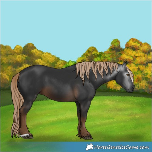 Horse Color:Gray Chocolate Palomino 