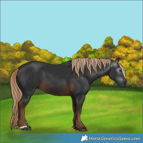 Horse Color:Gray Chocolate Palomino