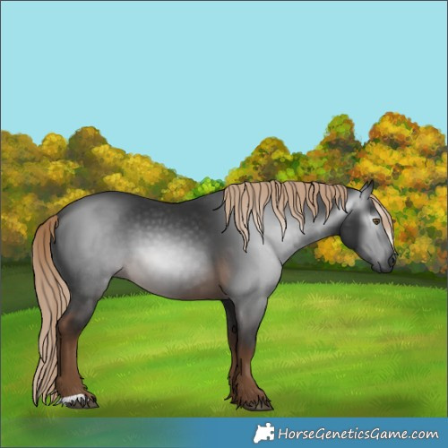 Horse Color:Gray Chocolate Palomino 