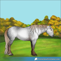 Horse Color:Gray Chocolate Palomino