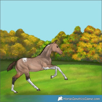 Horse Color:Bay Dun Tobiano Appaloosa Rabicano