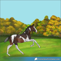 Horse Color:Brown Splash Tobiano Varnish Rabicano