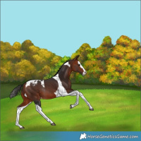 Horse Color:Bay Splash Tobiano Varnish Rabicano 