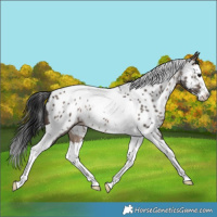 Horse Color:Brown Dun Splash Tobiano Near Leopard Rabicano 