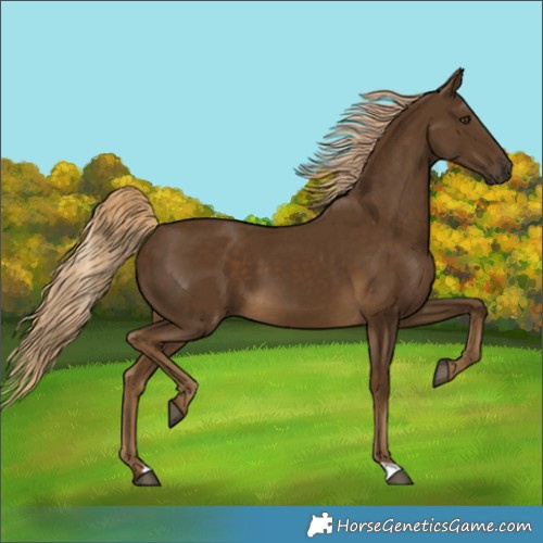 Horse Color:Chocolate Palomino 
