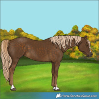 Horse Color:Chocolate Palomino 