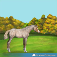 Horse Color:Chocolate Palomino Roan 
