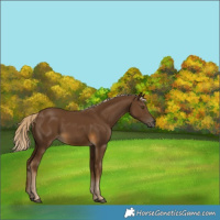 Horse Color:Chocolate Palomino 