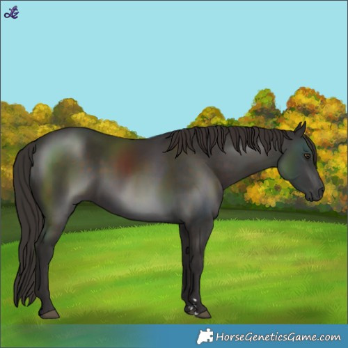 Horse Color:Liver Chestnut 