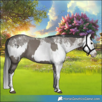 Horse Color:Grullo Sabino Splash  and Grullo Sabino Splash 
