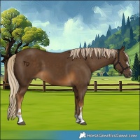 Horse Color:Chocolate Palomino 