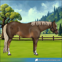 Horse Color:Chocolate Palomino 