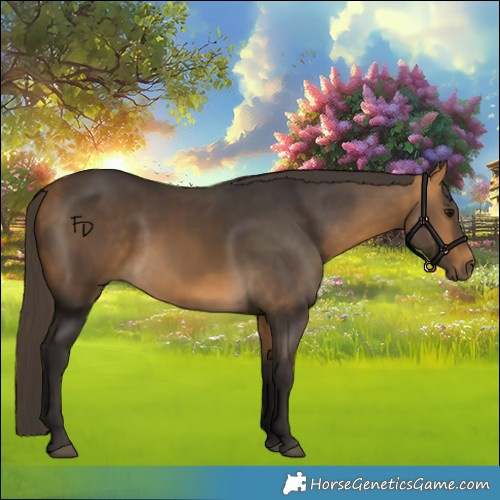 Horse Color:Buckskin 