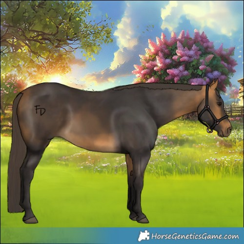 Horse Color:Buckskin 