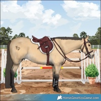 Horse Color:Buckskin 