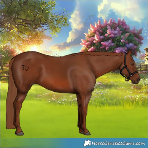 Horse Color:Chestnut 