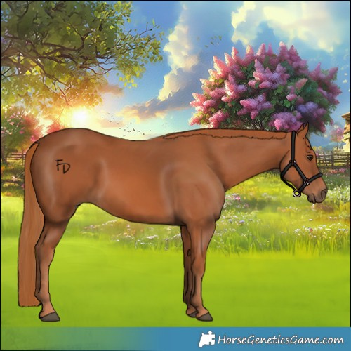 Horse Color:Chestnut 